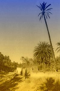 OASIS ET LE M ZAB 00010 BOU SAADA BORDS DE L  OUED